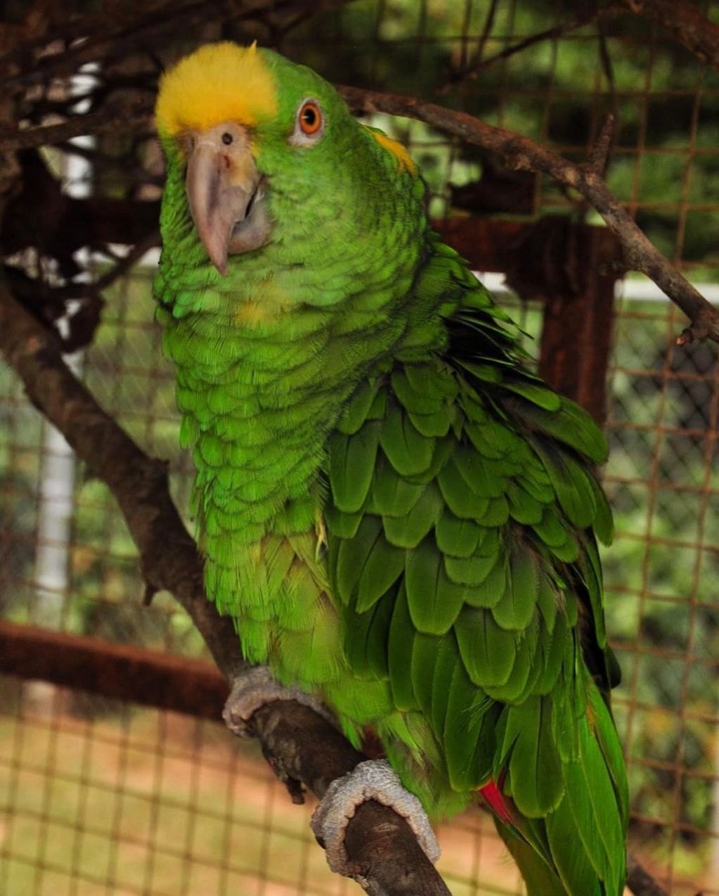 Amazon Parrot