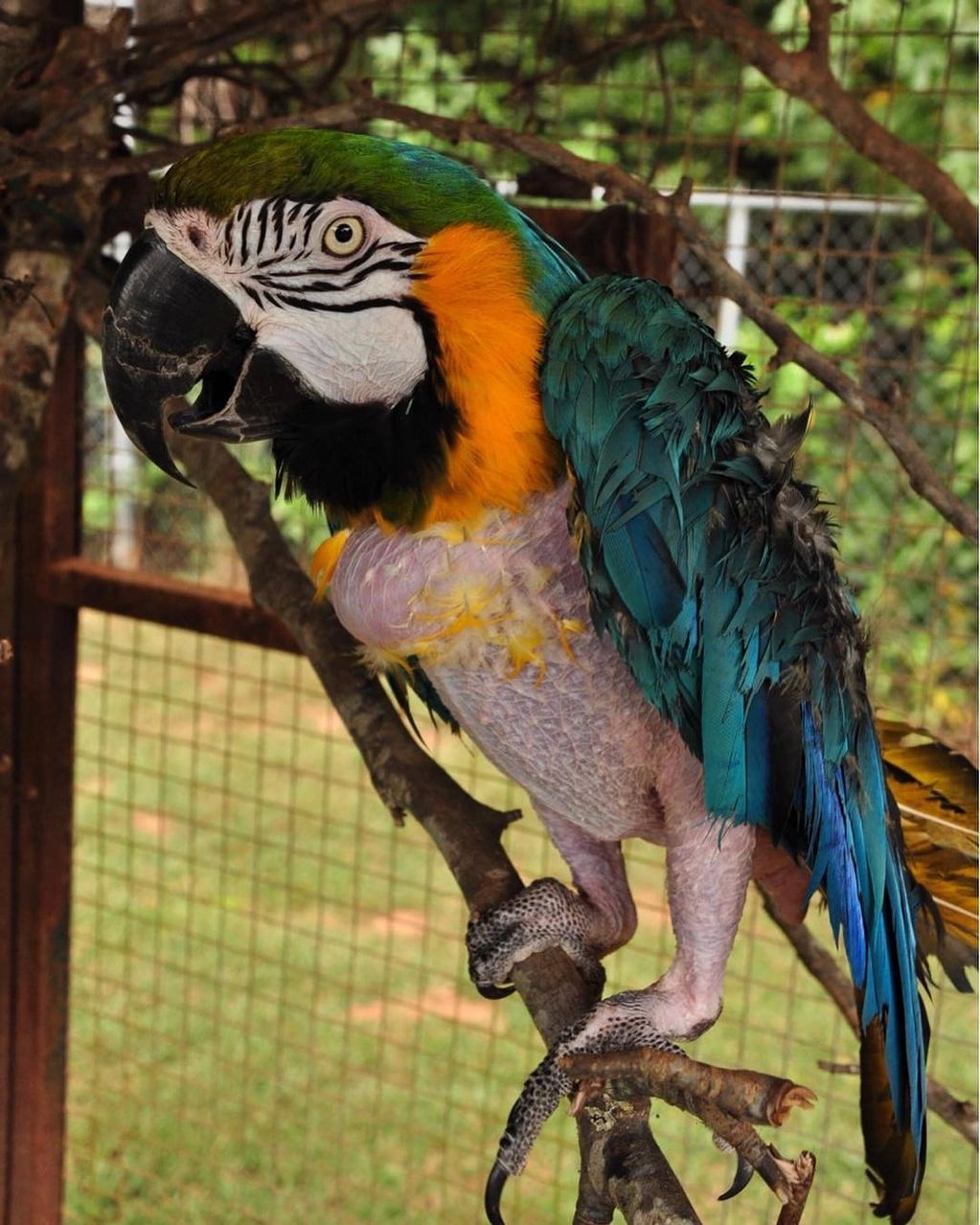 Loki, Blue and Gold Macaw