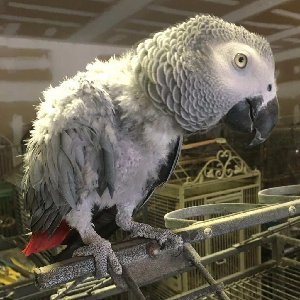 African Gray Parrot