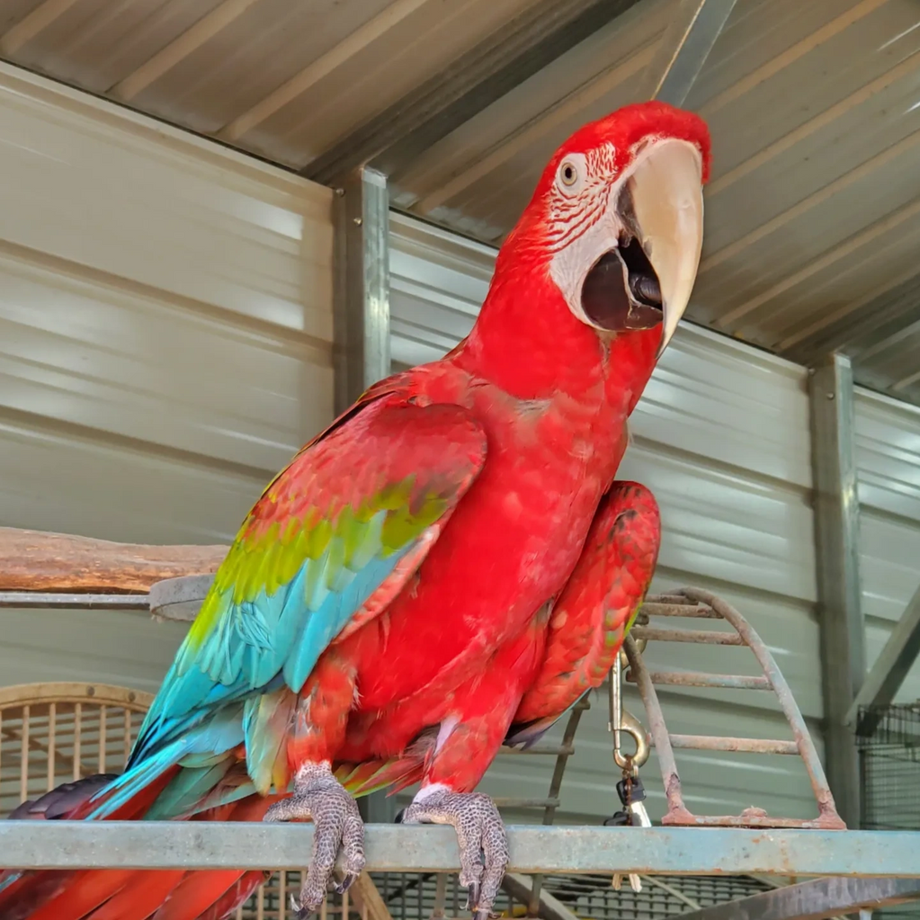 Phoenix, Green-winged Macaw