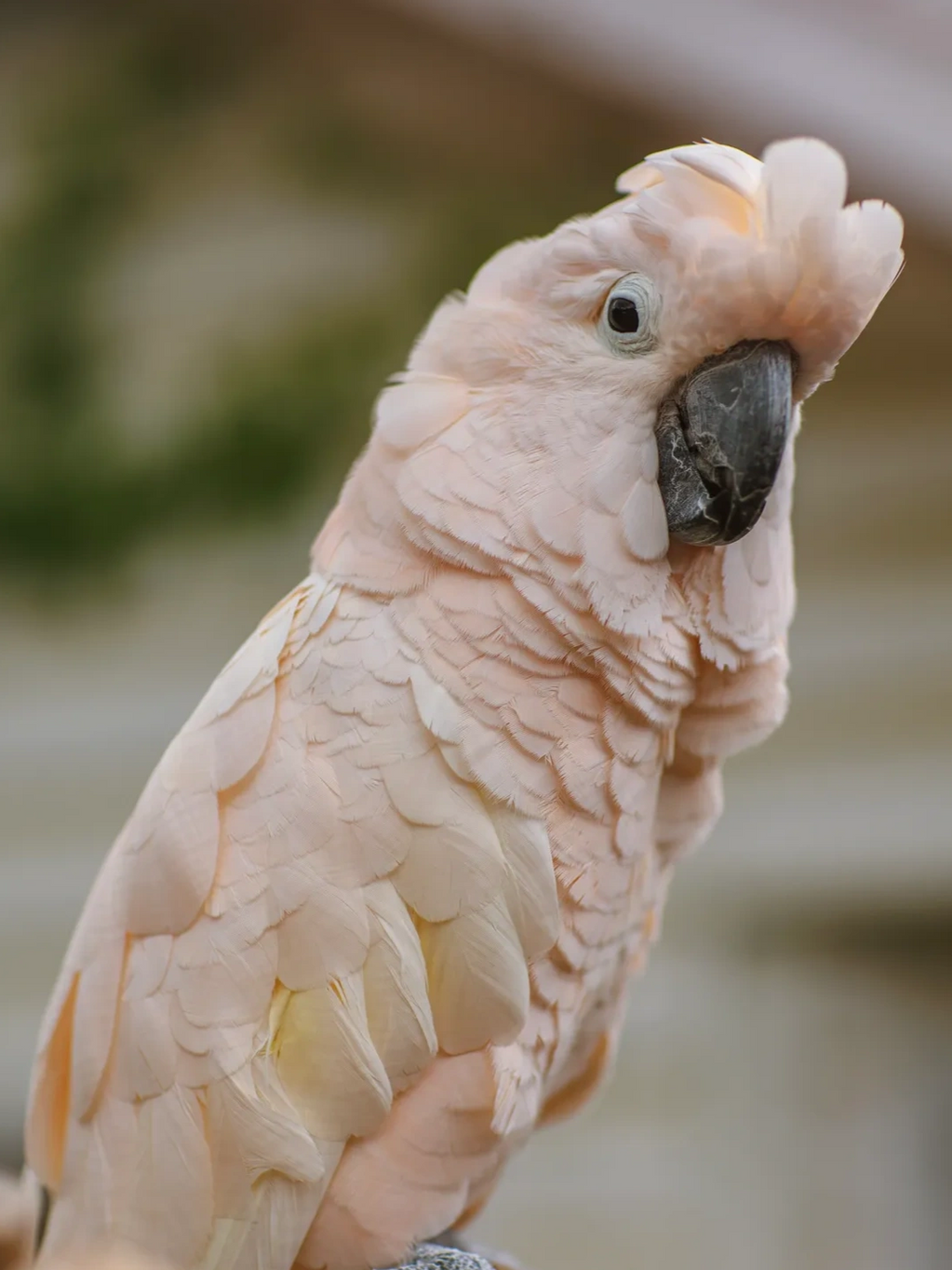 Keila, Moluccan Cockatoo