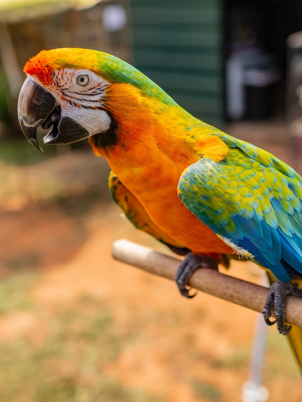 Rainbow, Macaw