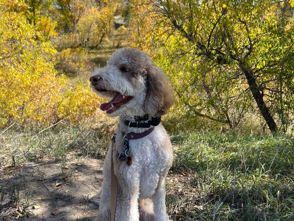 Hallie, a Doodle mix is standing facing left in front of fall colors