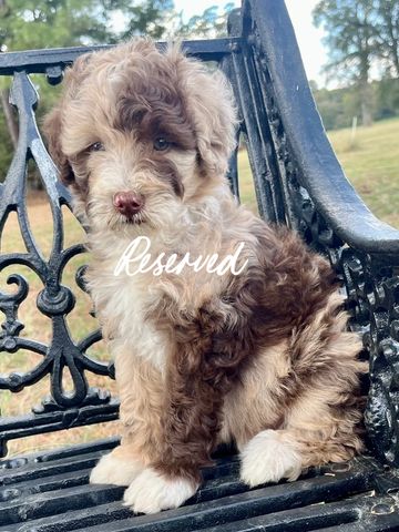 Harlequin Merle Male 
Born 8/12/25
Low/Medium Energy
Wavy Coat