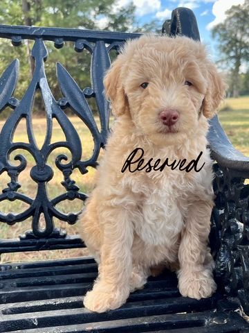 Apricot Male
Born 8/12/25
Low/Medium Energy
Wavy Coat