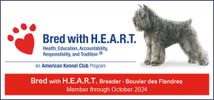 AKC Bouvier bred with HEART