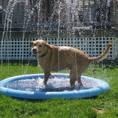 Pet Sitting and Sleepovers