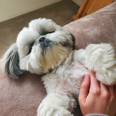 Trusted Pet sitter in your home