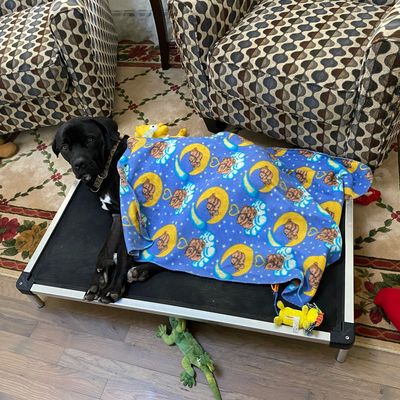 Pet Lodging Dog Hotel