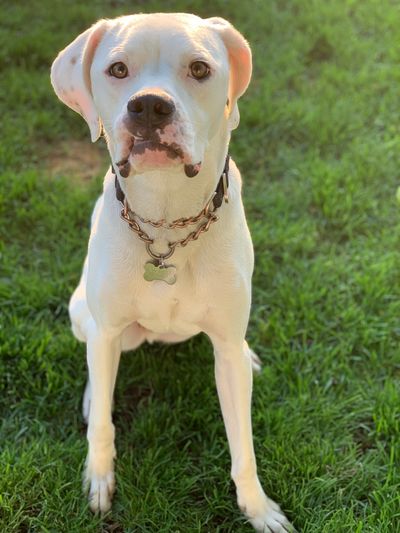 In-Home Dog Training