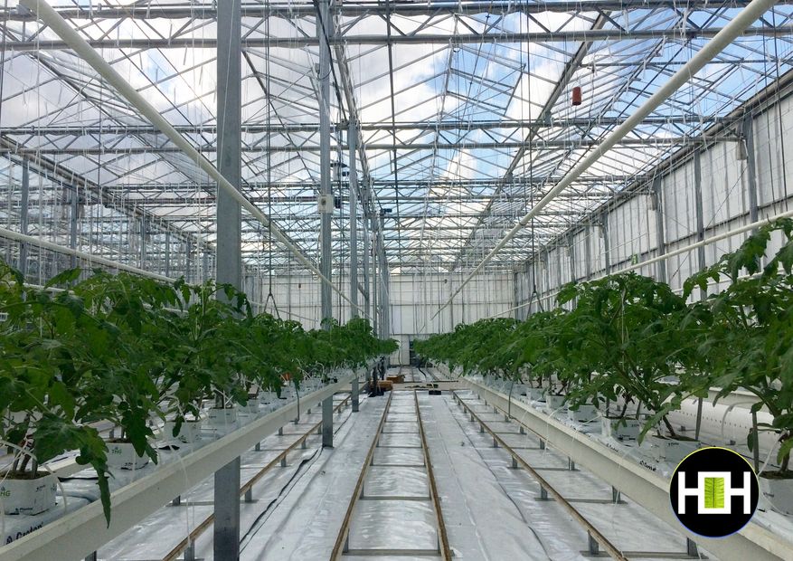 Hydroponic Tomato crop in a variety test centre