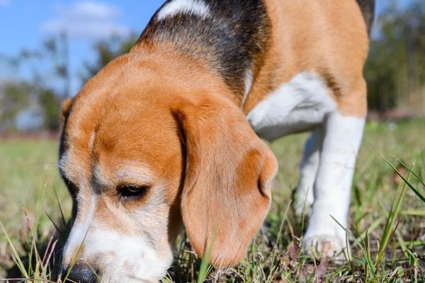 Beagle dog sniffing grass outdoors on a sunny day.