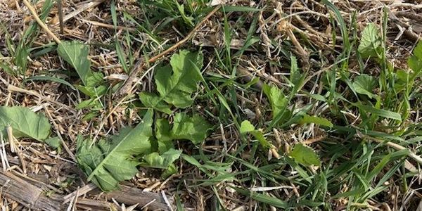 Drone cover crops