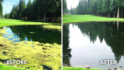 Golf course pond before and after algae treatment