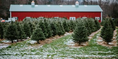 Wisconsin christmas tree farm