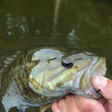 Bass on the fly. 
