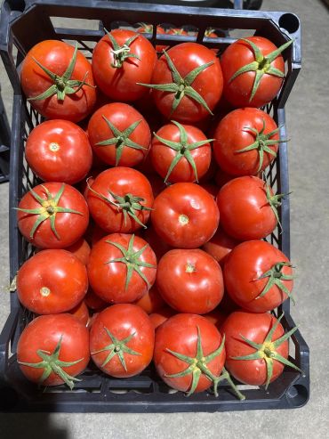A crate filled with fresh, red tomatoes with green stems.