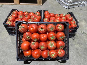 Fresh red tomatoes neatly arranged in black crates on the ground.