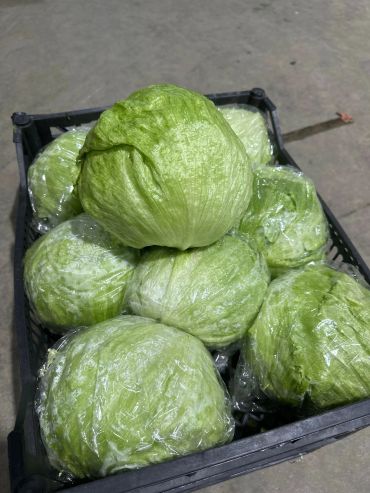 A crate filled with wrapped iceberg lettuce heads.
