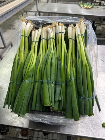 Bundles of fresh green onions neatly arranged on a metal surface.