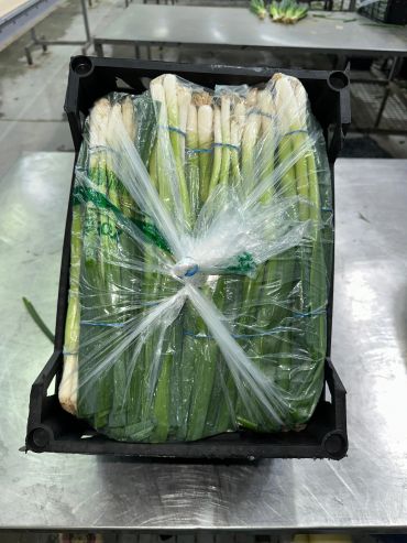 Fresh green onions bundled and wrapped in plastic inside a black crate.
