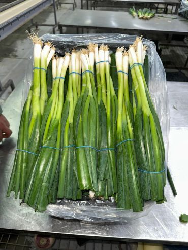 Bundles of fresh green onions neatly arranged on a table.