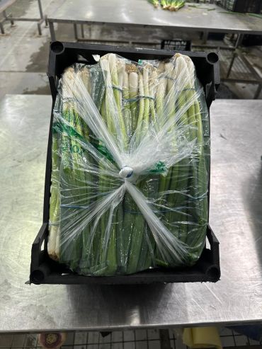 Fresh green onions bundled and wrapped in plastic in a black crate.