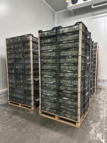 Stacked crates filled with glass bottles in a storage room.
