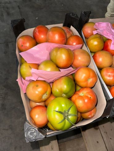 A crate filled with fresh tomatoes in various ripening stages.