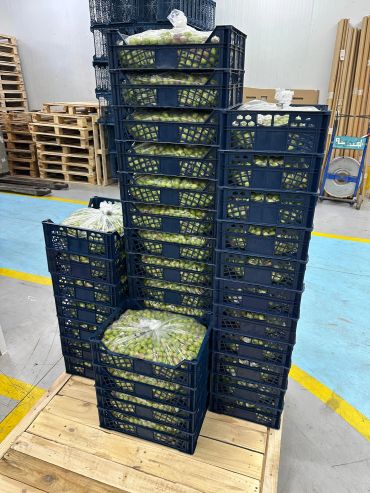 Stacks of plastic crates filled with bagged green produce on a wooden pallet.