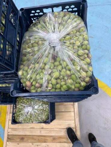 Large plastic bags filled with green olives inside black crates.