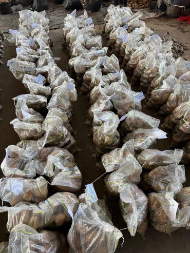 Rows of mesh bags filled with potatoes arranged on the floor.
