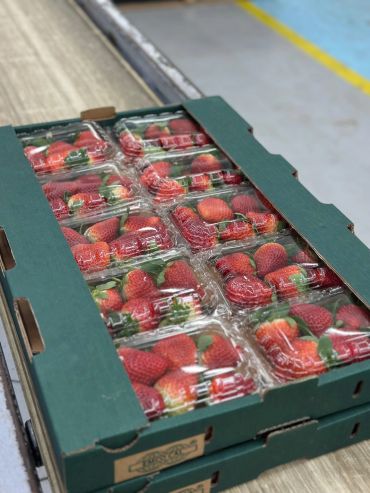 Fresh strawberries packed in clear plastic containers inside green cardboard boxes.