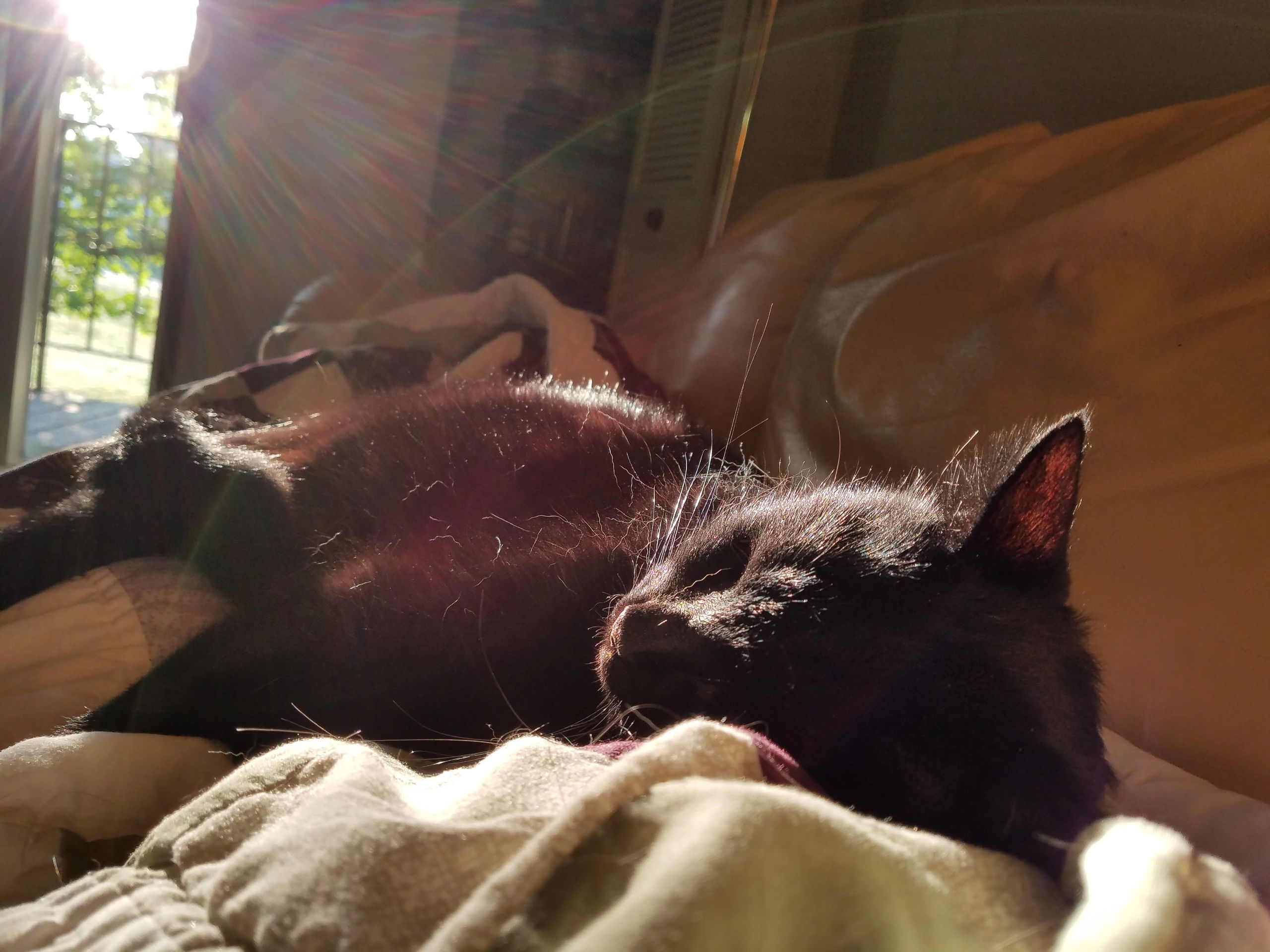 My sleepy kitth