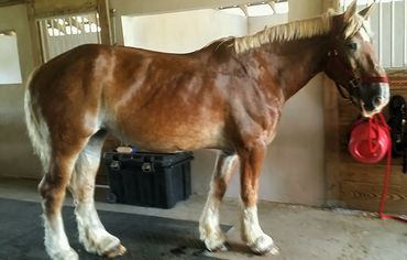 Dru Nagle - Betty Boop