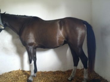 Dru Nagle - Rosie Day