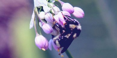 A bumblebee collecting nectar from pink flower buds.