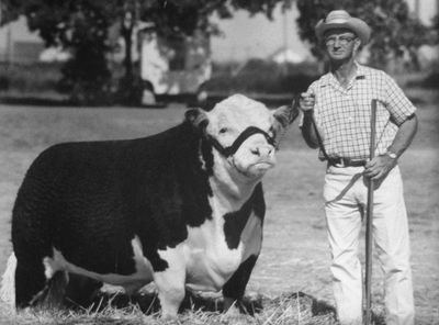 Kuhlmann Ranch Polled Hereford bull Golden Diamond shown by Orvil Kuhlmann