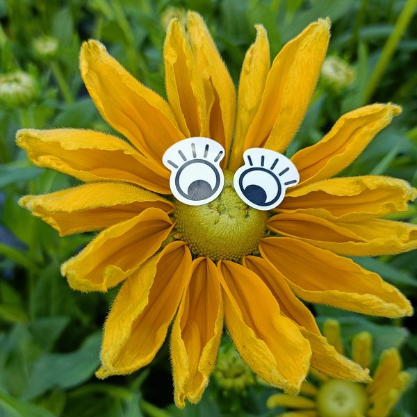 Fun flower at Side Farm Flowers yes we can add eyes if you want them!