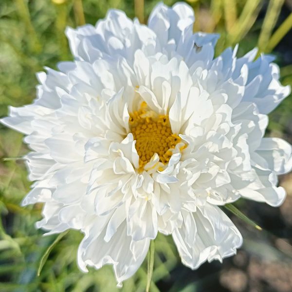 British flowers
Cosmos Double Click - Snowball at Side Farm Flowers