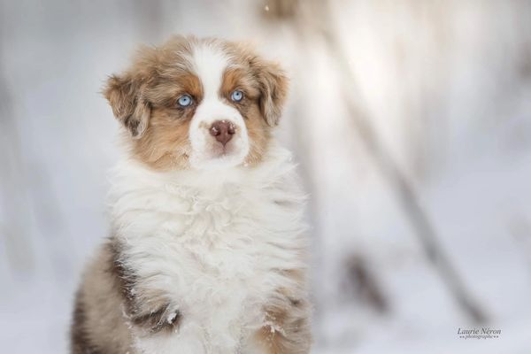 Kahlua