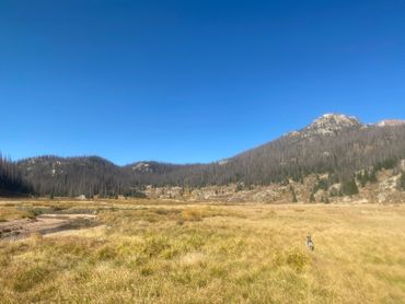 A Pine river valley in the Weminuche Wilderness Colorado