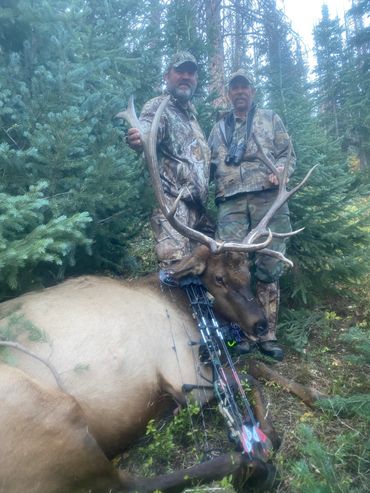 Archery hunter with a bull elk, Weminuche Wilderness, Colorado
