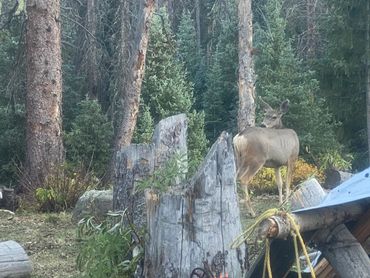 Mule deer doe Weminuche Wilderness Colorado