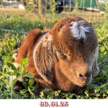 Calling Kritter Auction Giveaway - Raffle Giveaway 03/01/25 bottle baby goat named babie.