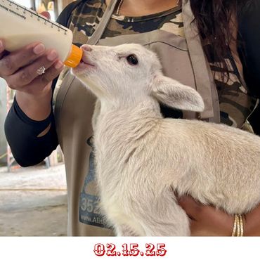Calling Kritter Raffle giveaway during auction on 02/15/25. Giveaway Bottle Baby Lamb named Lamby