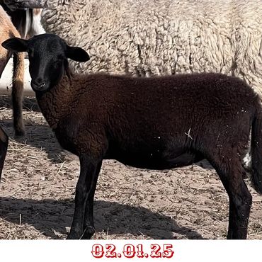 Calling Kritter Auction Raffle Giveaway 02/01/25. Giveaway Lamb baby
