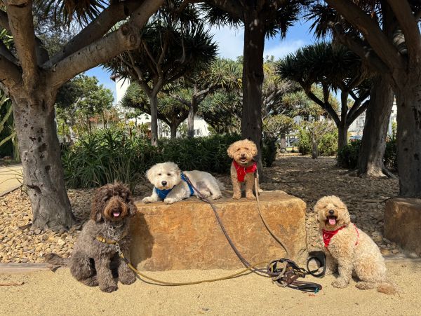 Four dogs sitting outdoors near trees on a sunny day.