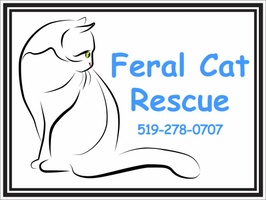 Feral Cat Rescue