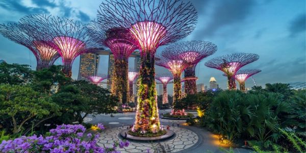 Illuminated futuristic tree-like structures at dusk in a lush garden.
